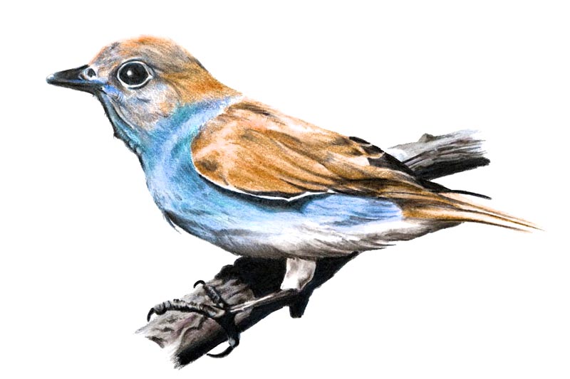 parito